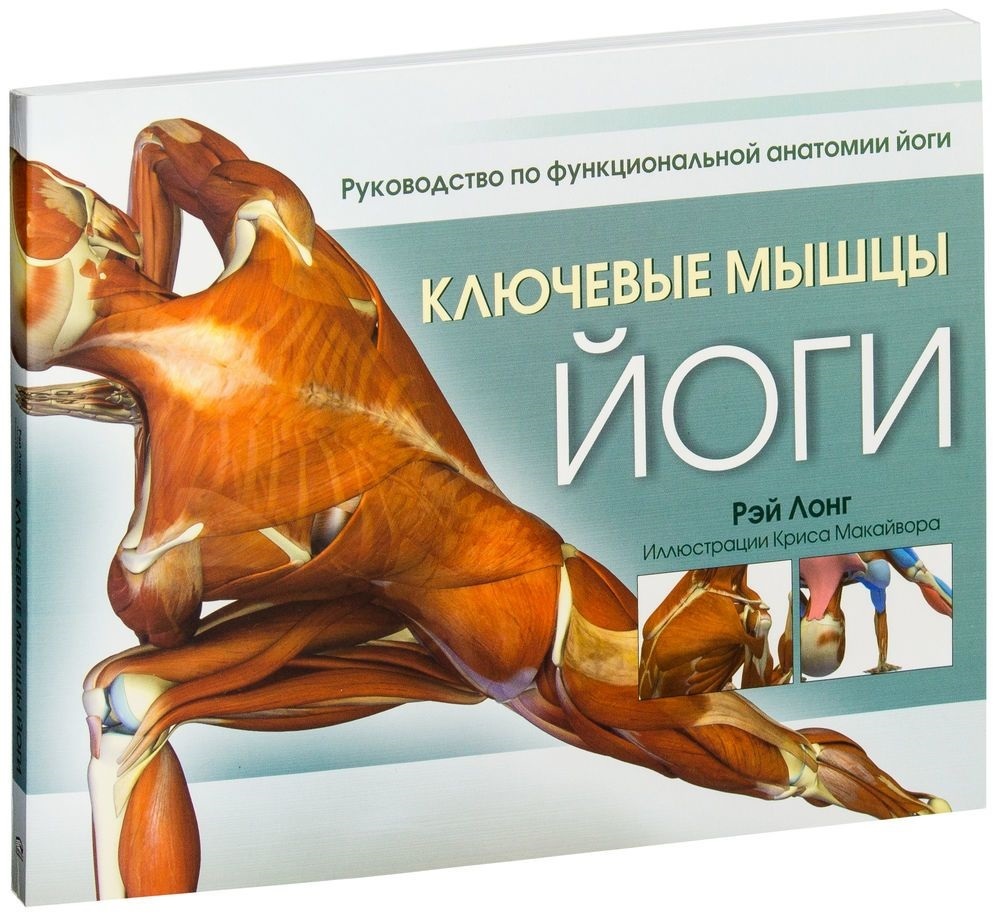 

Ключевые мышцы йоги