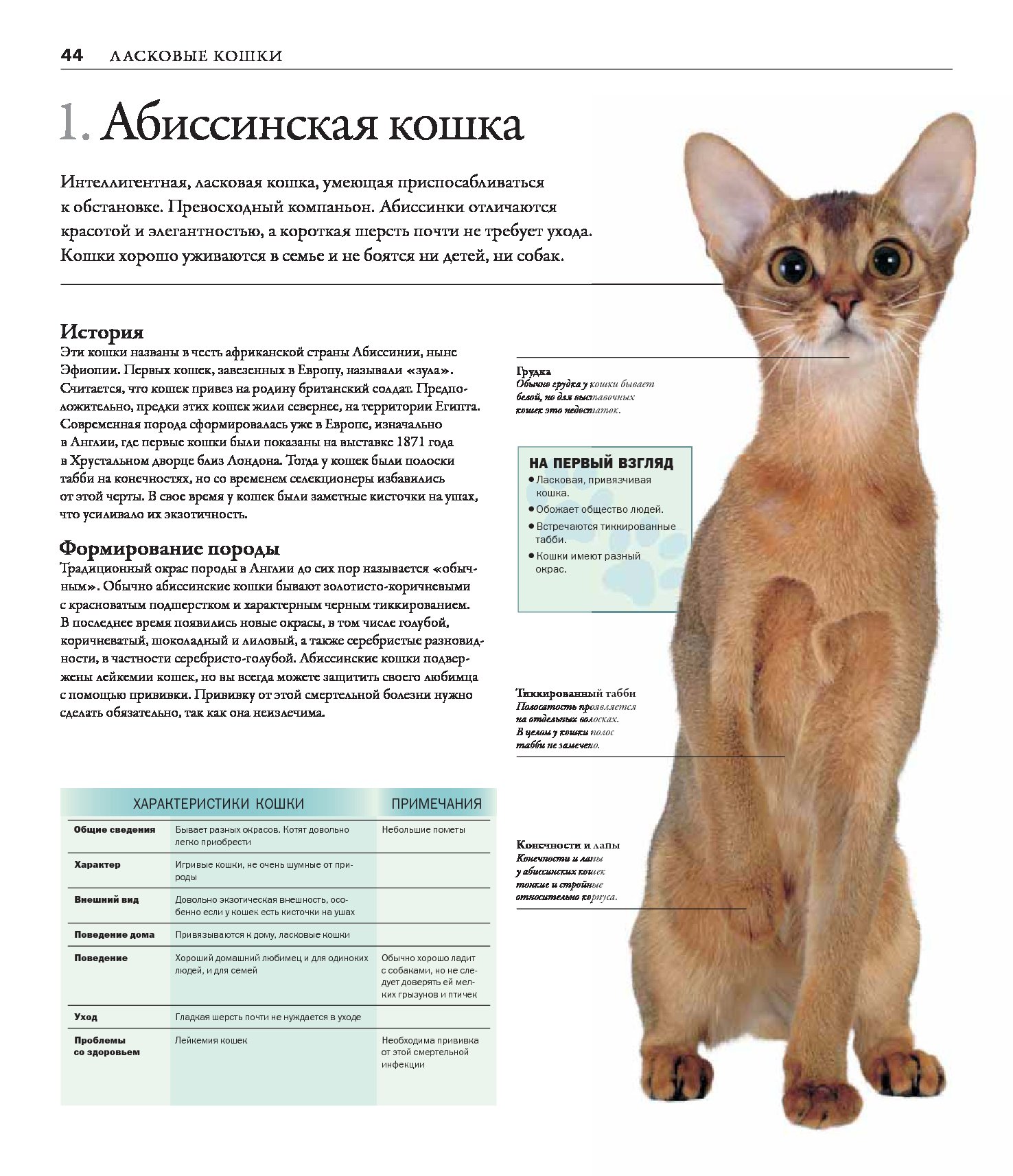 Породы кошек количество. Описать породу кошки Абиссинская. Абиссинская кошка описание породы. Норма веса Абиссинской кошки. Абиссинская кошка стандарт.