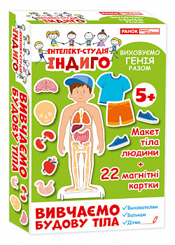 Індиго. Вивчаємо будову тіла